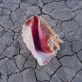 The Killers - Wonderful, Wonderful / Deluxe Edition